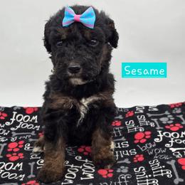 Sesame - Phantom female Bernedoodle puppy in Neillsville, Wisconsin from Granton Creek
