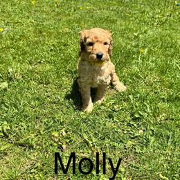 Molly - Apricot female Labradoodle puppy in Constableville, New York from Zehr’s Labradoodles & Bernedoodles