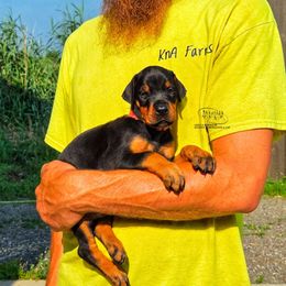 Girl 2 - Black and rust female Doberman Pinscher puppy in China Township, Michigan from Snell's Superior Kennel Dobermann & GSP