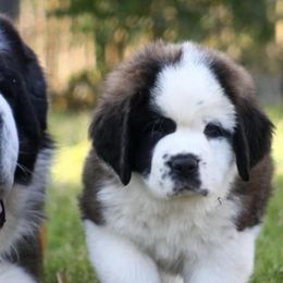 Saint Bernards from Cottonwood Creek Saints