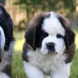 Saint Bernards from Cottonwood Creek Saints