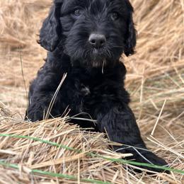 Cockapoo, Cocker Spaniel, and Goldendoodle Puppies from 7 Sisters Cockapoos