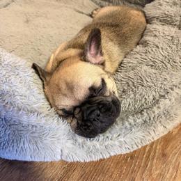 Sutton - Fawn female French Bulldog puppy in Neenah, Wisconsin from Mimosa Acres French Bulldogs LLC