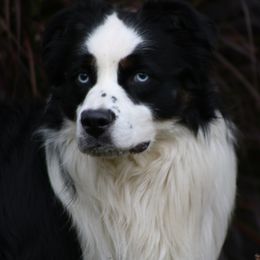 Rollo - Australian Shepherd