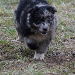 Frosty - Blue merle female Australian Shepherd puppy in Kokomo, Indiana from North Central Aussies