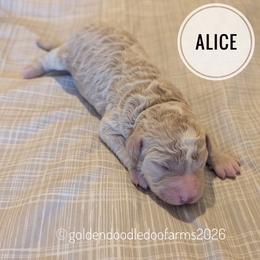 Alice - Caramel ice female Golden Aussiedoodle puppy in Hyrum, Utah from Goldendoodledoo Farms