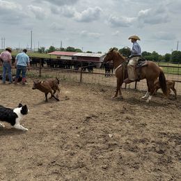 Australian Shepherd All Grown Up from Kade’s Stock Dogs