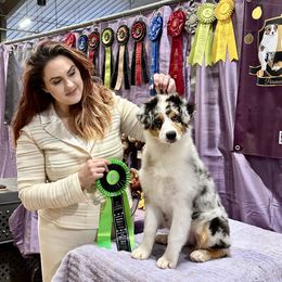 Australian Shepherd Puppies from Paramount Aussies
