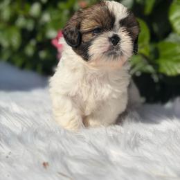 Boy4 - Tricolor male Shih Tzu puppy in Covina, California from Shih_doodle_Co