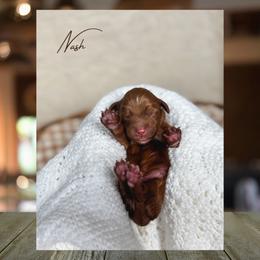 Nash - Red  male Goldendoodle puppy in New Harmony, Indiana from Cottonwood Farms