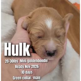 Hulk Green Collar - Red  male Goldendoodle puppy in Fort Worth, Texas from Stacy Warwick