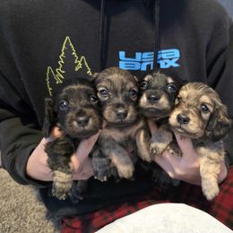 Beagle, Cardigan Welsh Corgi, Dachshund, and Pembroke Welsh Corgi Puppies from Nukee Beagles and Corgis