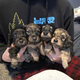 Beagle, Cardigan Welsh Corgi, Dachshund, and Pembroke Welsh Corgi Puppies from Nukee Beagles and Corgis