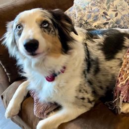 Fainche - Australian Shepherd