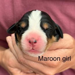 Maroon girl - Black, white and red female Greater Swiss Mountain Dog puppy in Woodland, Washington from Woodland Swissie’s