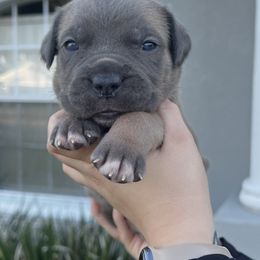 Cane Corso Puppies from Valyrian Cane Corsos