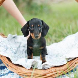 Manni - Black and tan male Dachshund puppy in Auxvasse, Missouri from Above Par Kennels
