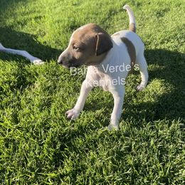 Italian Greyhound Puppies from Bahia Verde’s Kennels
