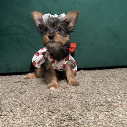 Ginger - Black and tan female Yorkshire Terrier puppy in Royse City, Texas from Maxedwards_luxuriousyorkies