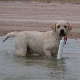 Labrador Retrievers from Timber's Labradors