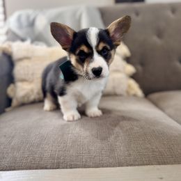 Dark Green Boy - Oliver - Black and tan male Pembroke Welsh Corgi puppy in Vilonia, Arkansas from Lucky Pups Corgis