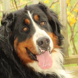 Bernese Mountain Dog Puppies from Bernese Beauties