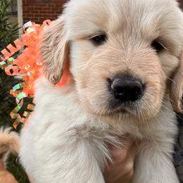 Girl orange - Light golden female Golden Retriever puppy in Chesapeake, Virginia from Goldilocks Golden Retrievers