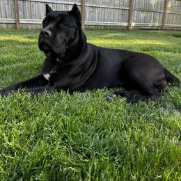Isabella - Cane Corso