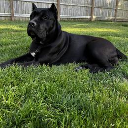 Isabella - Cane Corso
