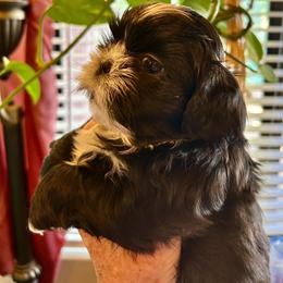 Sasha - Black and white female Shih Tzu puppy in Victorville, California from Precioustzus