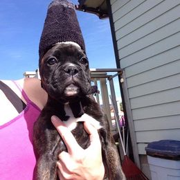 Boxer Puppies from Vintage Boxers