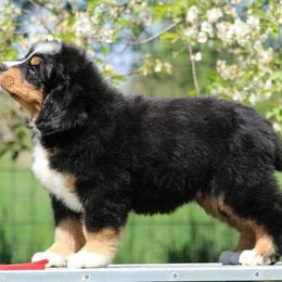 Bernese Mountain Dog Puppies from Bloomful Berners