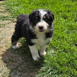 Pitaya - Black tri-color female Australian Shepherd puppy in Albany, Oregon from Red Cloud Australian Shepherds and DeGray Great Danes & Bulldogs