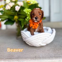 Beaver - Red  male Goldendoodle puppy in West Haven, Utah from Split Mountain Doodles