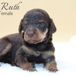 Baby Ruth - Phantom female Poodle puppy in Mount Sterling, Kentucky from Curly Country Poodles