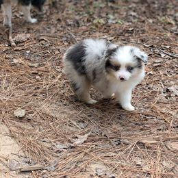 Miniature Australian Shepherd and Toy Australian Shepherd Puppies from Pleasant Grove Aussies
