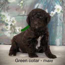 Goldendoodle Puppies from K9 Sidekicks, LLC