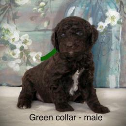 Goldendoodle Puppies from K9 Sidekicks, LLC