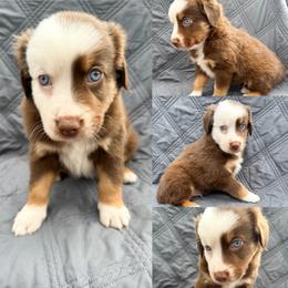 Red tri male 1 - Red tri male Miniature Australian Shepherd puppy in Brooker, Florida from Honey, I Shrunk the Aussies