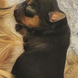 Girl 3 - Black and gold female Yorkshire Terrier puppy in Austin, Texas from Mike's Yorkies