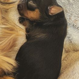 Girl 3 - Black and gold female Yorkshire Terrier puppy in Austin, Texas from Mike's Yorkies