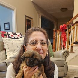 Queen (Lillibeth) Elizabeth Witt - Red and tan female Shih Tzu puppy in Chapel Hill, North Carolina from A Handful of Love Breeders.LLC