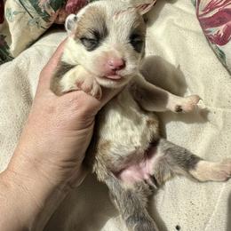 Sable girl 2 - Sable female Pembroke Welsh Corgi puppy in Clinton, Tennessee from High Hopes Farm