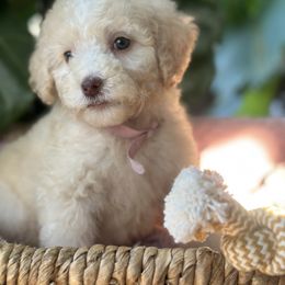 Oxy - Cream female Goldendoodle puppy in Los Angeles, California from LA’s Favorite Puppies