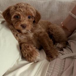 Astro - Caramel cream female Australian Labradoodle puppy in Denton, Texas from Liberty Hill Labradoodles