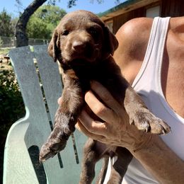 Labrador Retriever Puppies from The Sugar & Spice Ranch Labrador Retrievers