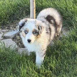 Jewlie's Blue Merle Boy - Blue merle male Australian Shepherd puppy in Mt. Pleasant, Utah from WildeOak Aussies