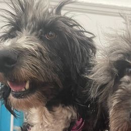 Aussiedoodles, Bernedoodles, and Goldendoodles from Lyon and Luna Goldendoodles Bernedoodles