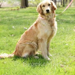 Eden - Golden Retriever