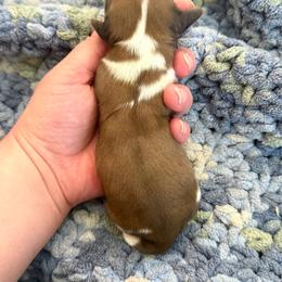Boy 2 - Dapple male Dachshund puppy in Colville, Washington from G&B Iron Mountain Dachshunds